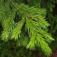 Attēlu rezultāti vaicājumam “Abies sibirica”