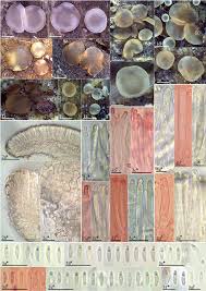 Attēlu rezultāti vaicājumam “Orbilia sp.”