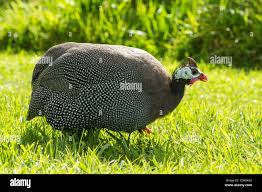 Attēlu rezultāti vaicājumam “Numida meleagris”