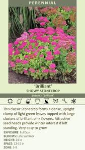 Image result for Chrysanthemum spectabile