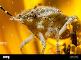 Attēlu rezultāti vaicājumam “Elasmucha grisea imago”