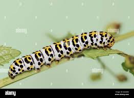 Attēlu rezultāti vaicājumam “Shargacucullia scrophulariae”