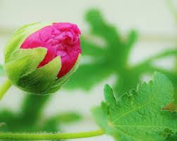 Attēlu rezultāti vaicājumam “Alcea rosea bud”