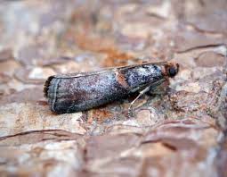 Attēlu rezultāti vaicājumam “Acrobasis advenella”