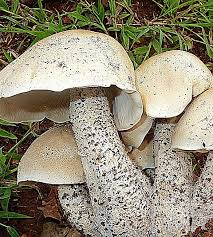 Image result for macrocybe titans