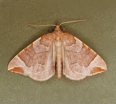 Attēlu rezultāti vaicājumam “Eulithis testata”