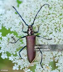 Attēlu rezultāti vaicājumam “Aromia moschata”