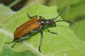 Attēlu rezultāti vaicājumam “Stenocorus meridianus”