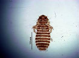 Attēlu rezultāti vaicājumam “Larus ridibundus adult”