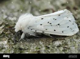 Attēlu rezultāti vaicājumam “Spilosoma lubricipeda”