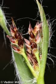 Attēlu rezultāti vaicājumam “Luzula campestris”