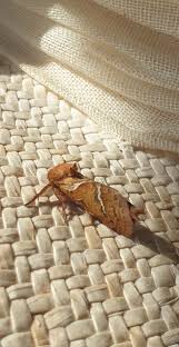 Attēlu rezultāti vaicājumam “Hepialus sylvina female”