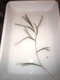 Attēlu rezultāti vaicājumam “Stuckenia filiformis flower”