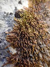 Attēlu rezultāti vaicājumam “Pseudotaxiphyllum elegans macro”