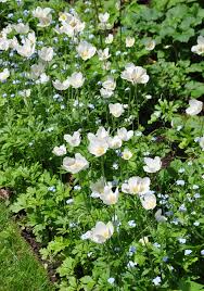 Attēlu rezultāti vaicājumam “Anemone sylvestris fruit”