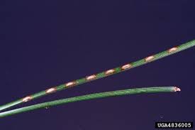 Attēlu rezultāti vaicājumam “Neodiprion sertifer larva”