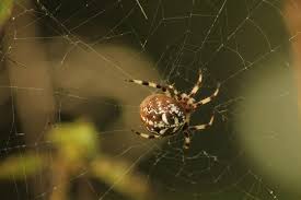 Attēlu rezultāti vaicājumam “Araneus quadratus”