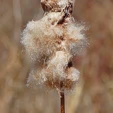 Attēlu rezultāti vaicājumam “Typha angustifolia  fruit”
