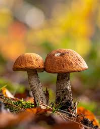 Attēlu rezultāti vaicājumam “Leccinum”