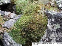 Attēlu rezultāti vaicājumam “Breidleria pratensis”