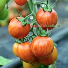 Afbeeldingsresultaat voor grubbs mystery green tomato