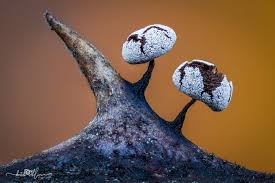 Attēlu rezultāti vaicājumam “Trichia ambigua spores”