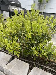 Attēlu rezultāti vaicājumam “Myurella julacea”