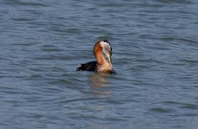 Attēlu rezultāti vaicājumam “Podiceps grisegena adult”
