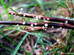 Attēlu rezultāti vaicājumam “Hymenoscyphus sp.”