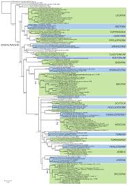 Attēlu rezultāti vaicājumam “Bacidia subincompta”