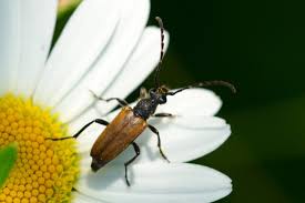 Attēlu rezultāti vaicājumam “Paracorymbia maculicornis”