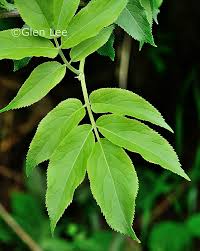 Attēlu rezultāti vaicājumam “Sambucus racemosa leaf”