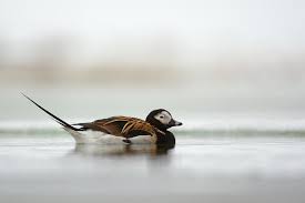 Attēlu rezultāti vaicājumam “Clangula hyemalis”