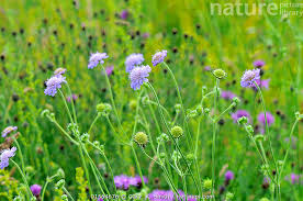 Attēlu rezultāti vaicājumam “Knautia arvensis”