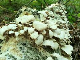 Attēlu rezultāti vaicājumam “Symphytocarpus flaccidus spores”