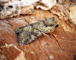 Attēlu rezultāti vaicājumam “Apamea sordens”