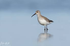 Attēlu rezultāti vaicājumam “Calidris ferruginea”