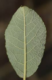 Attēlu rezultāti vaicājumam “Salix caprea leaf”