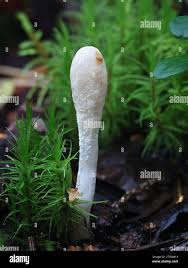 Attēlu rezultāti vaicājumam “Podostroma leucopus”