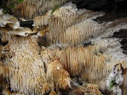 Attēlu rezultāti vaicājumam “Dentipellis fragilis”