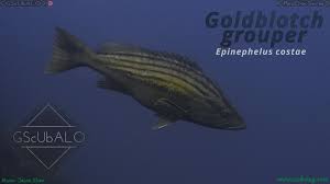 Image result for Epinephelus costae