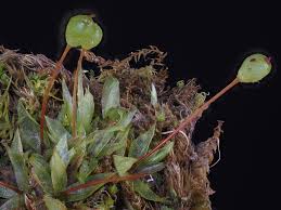 Attēlu rezultāti vaicājumam “Physcomitrium pyriforme”