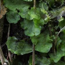 Attēlu rezultāti vaicājumam “Blasia pusilla”