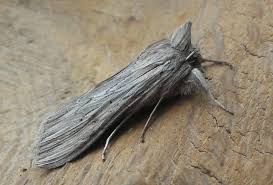 Attēlu rezultāti vaicājumam “Cucullia umbratica”