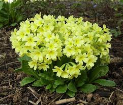 Image result for Primula elatior
