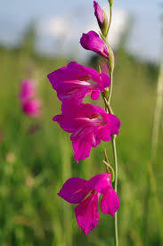 Attēlu rezultāti vaicājumam “Gladiolus imbricatus flower”