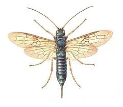 Attēlu rezultāti vaicājumam “Tenthredo campestris female”