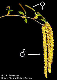 Attēlu rezultāti vaicājumam “Betula pendula flower”