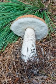 Attēlu rezultāti vaicājumam “Leccinum”