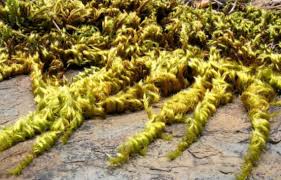 Attēlu rezultāti vaicājumam “Homalothecium sericeum”